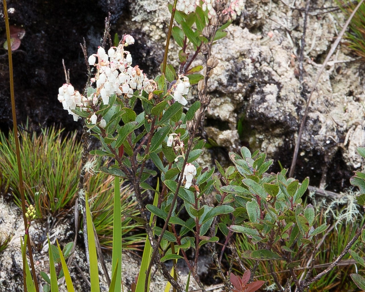 Gaultheria myrsinoides image