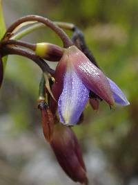Excremis coarctata image