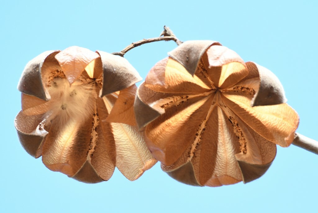Cochlospermum vitifolium image