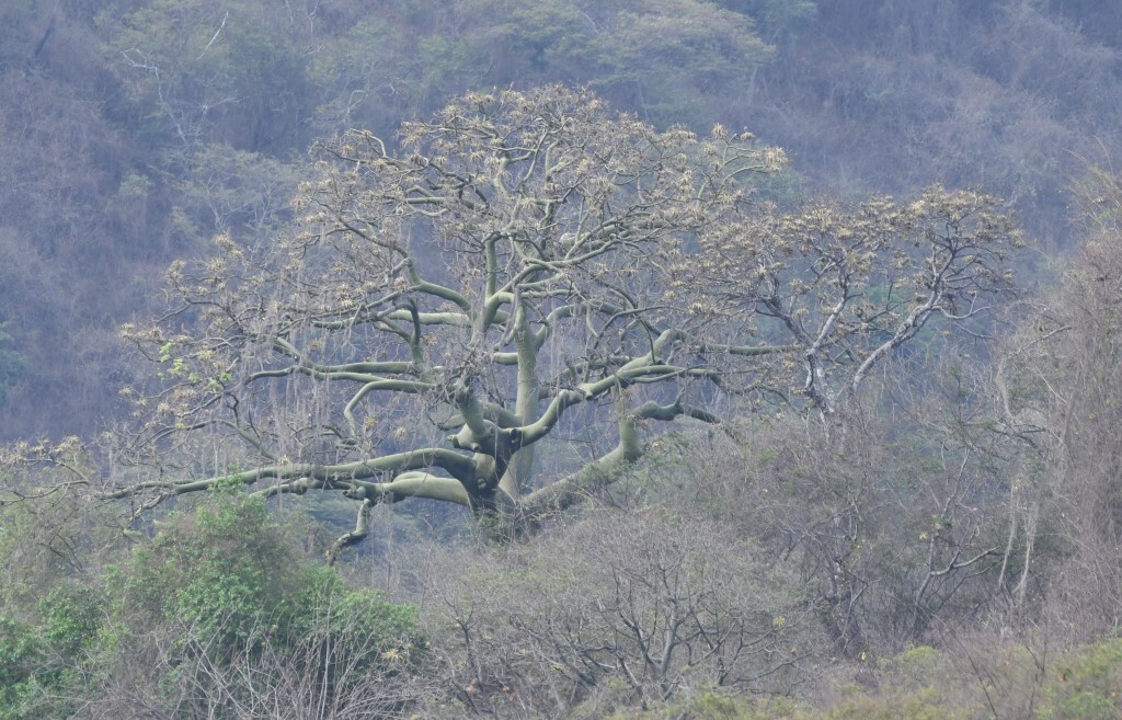 Ceiba trischistandra image