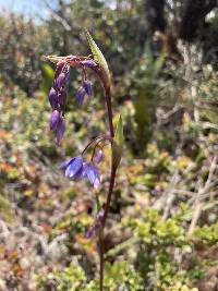 Excremis coarctata image