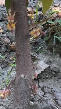 Media resource of Theobroma cacao