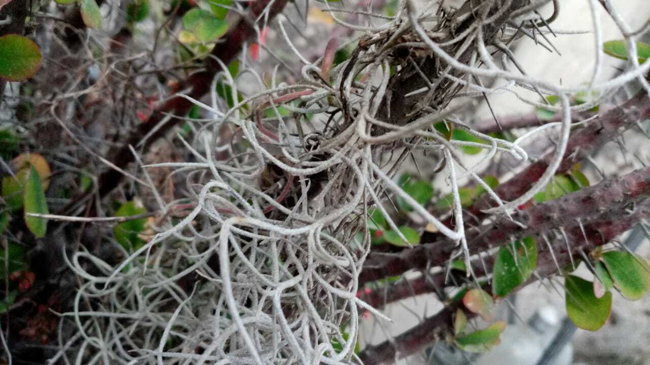 Tillandsia usneoides image