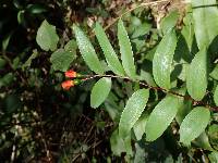 Bomarea distichifolia image