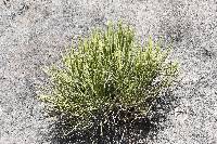 Euphorbia weberbaueri image