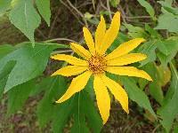 Tithonia diversifolia image