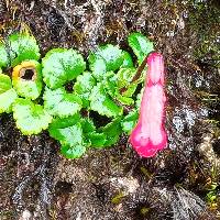 Ourisia chamaedrifolia image