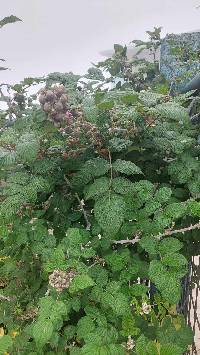 Media resource of Rubus niveus