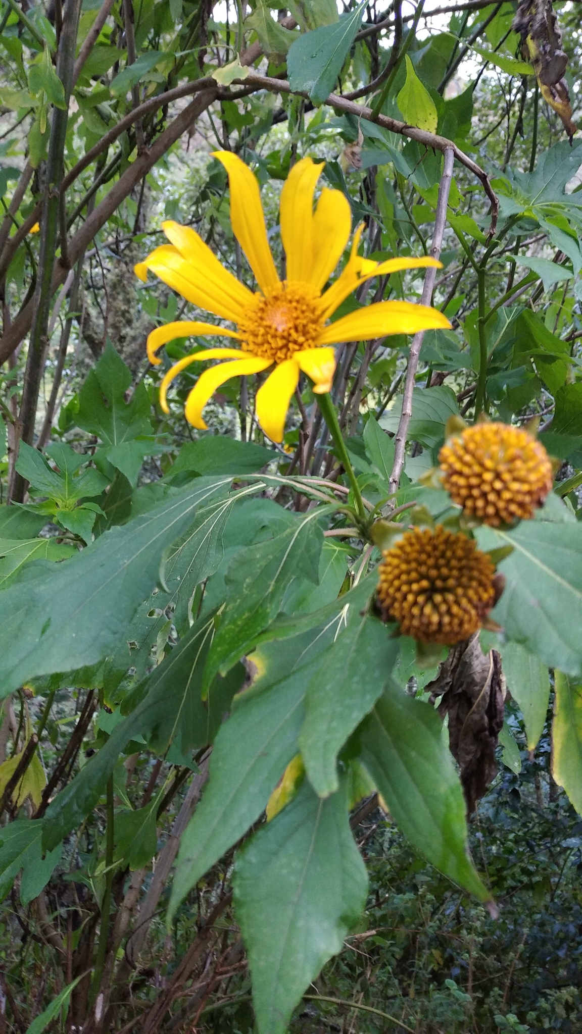 Tithonia image