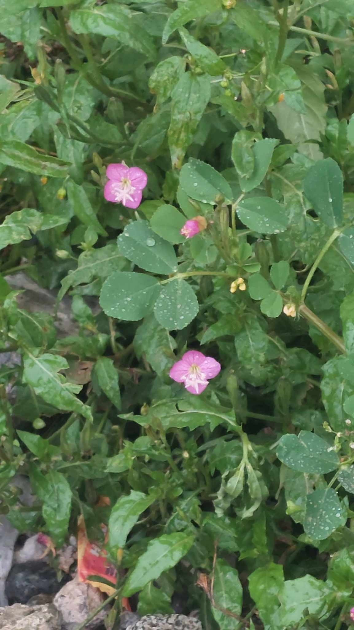 Oenothera rosea image
