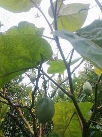 Media resource of Solanum betaceum
