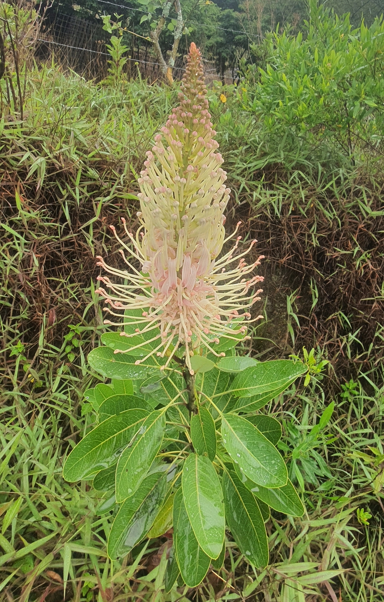 Oreocallis image