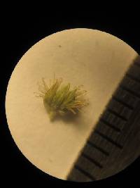 Media resource of Cyathula prostrata