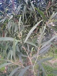 Acacia melanoxylon image