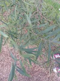 Acacia melanoxylon image