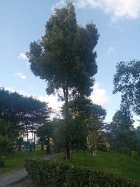 Media resource of Acacia melanoxylon