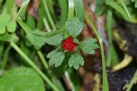 Potentilla indica image