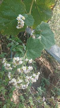 Media resource of Jungia spectabilis