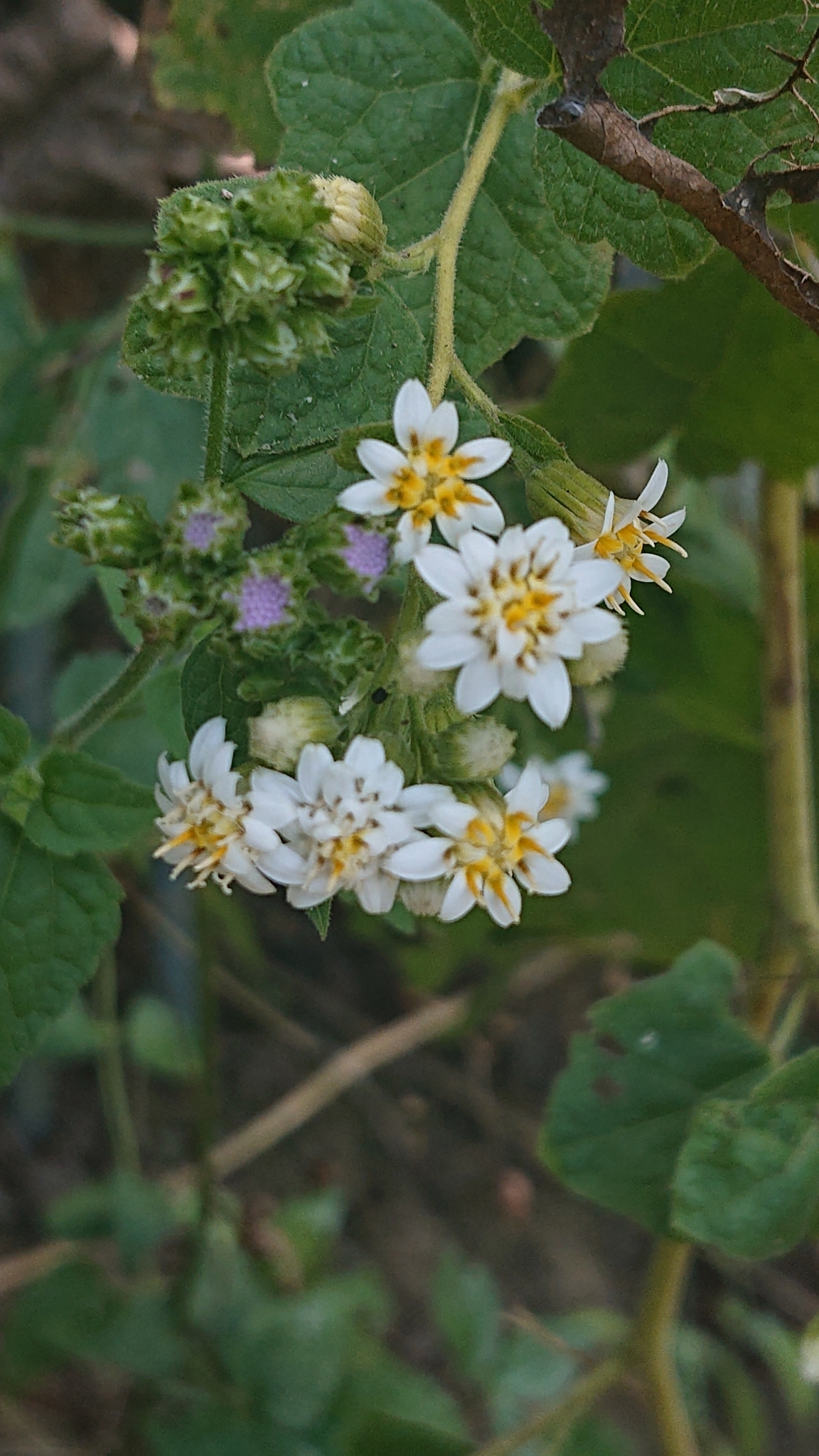 Jungia image