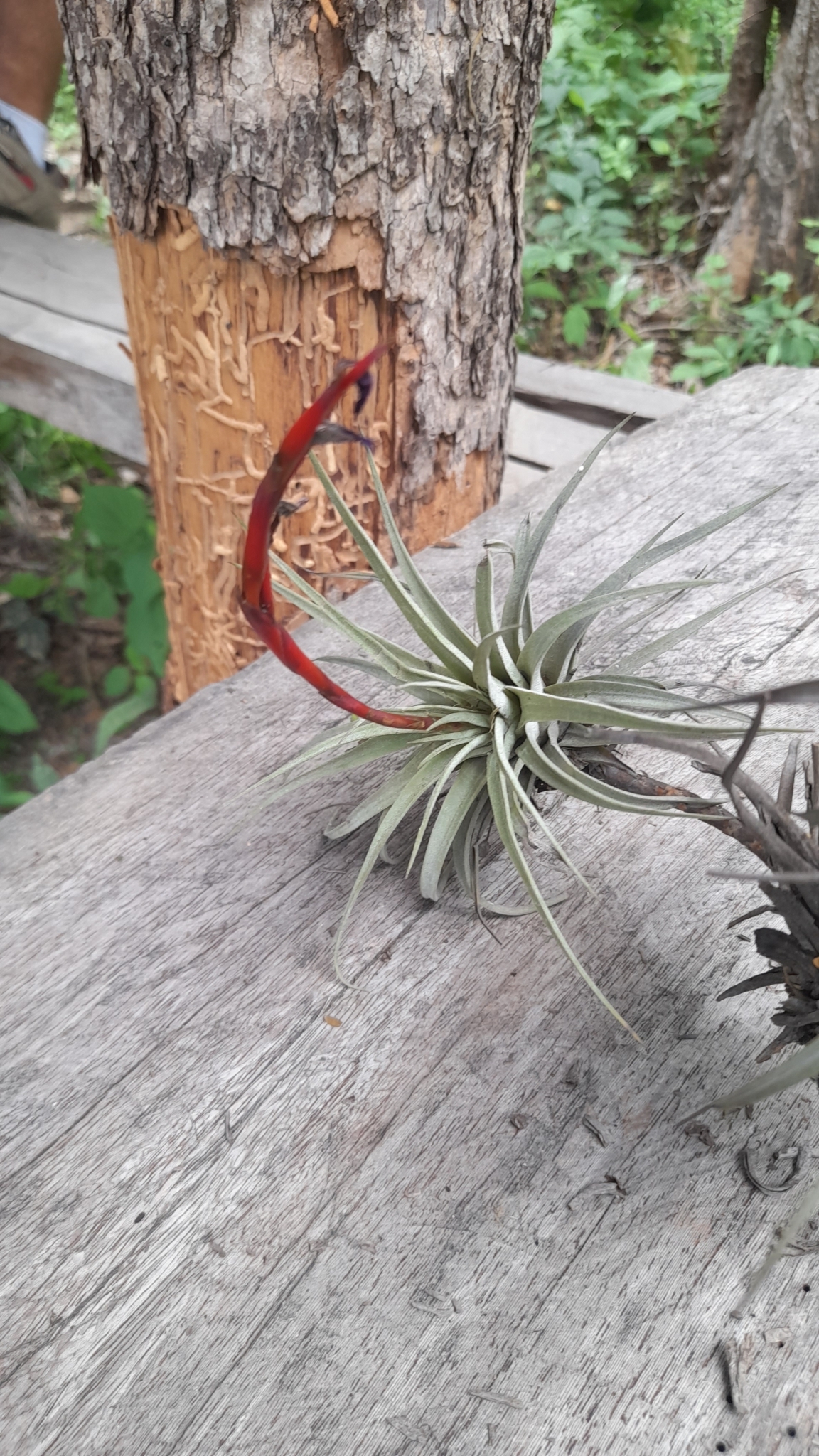 Tillandsia espinosae image