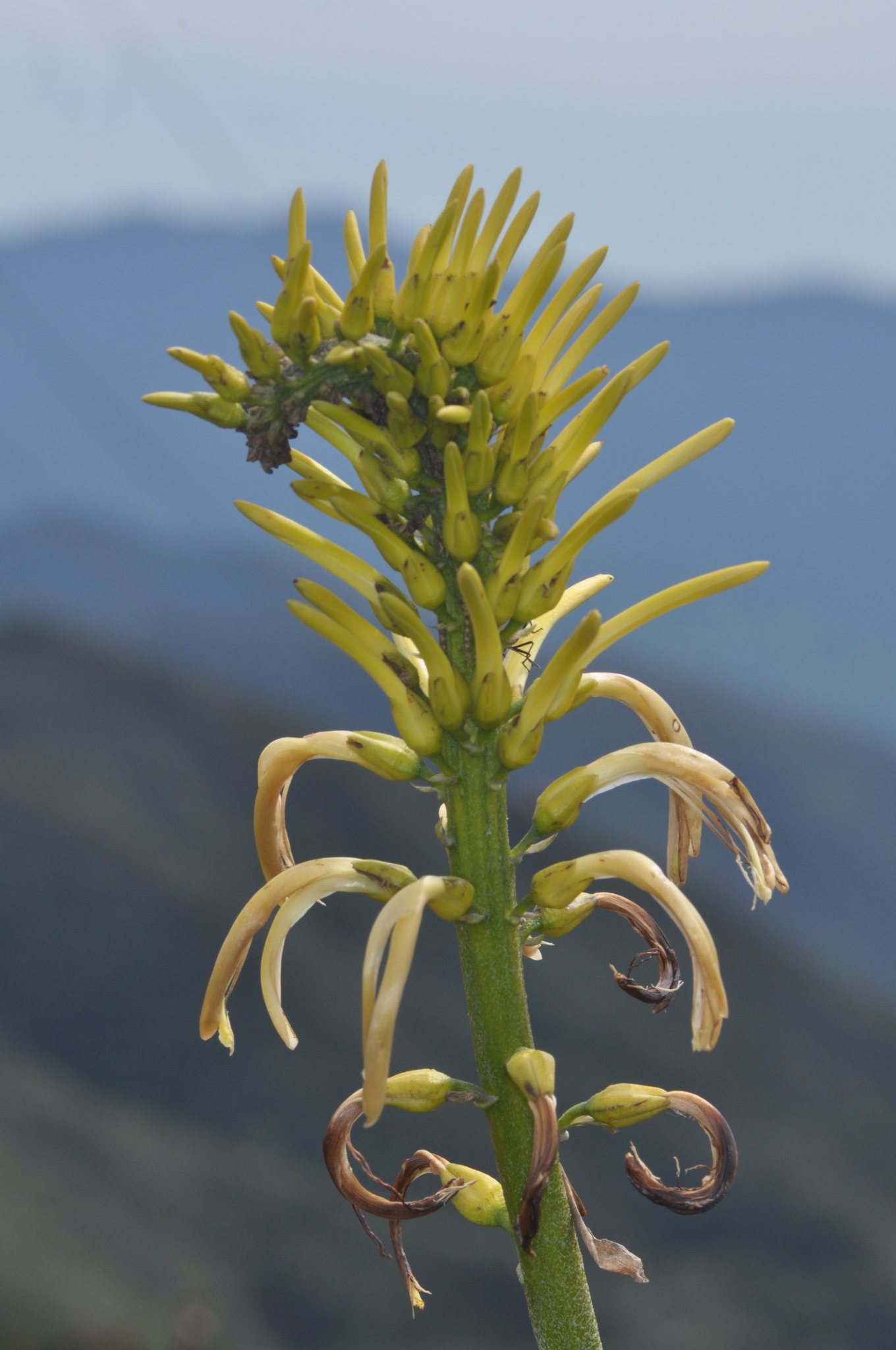 Pitcairnia trianae image