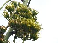 Agave americana image