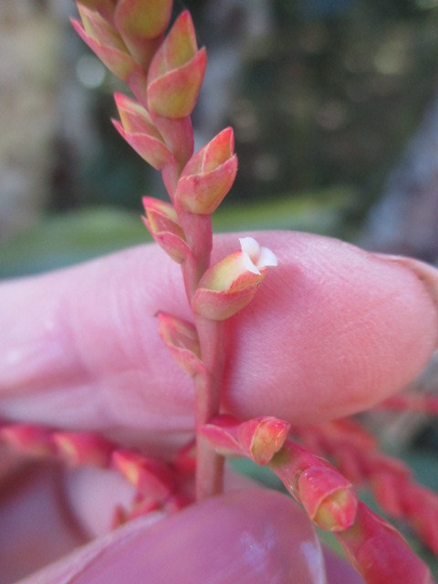 Racinaea multiflora image