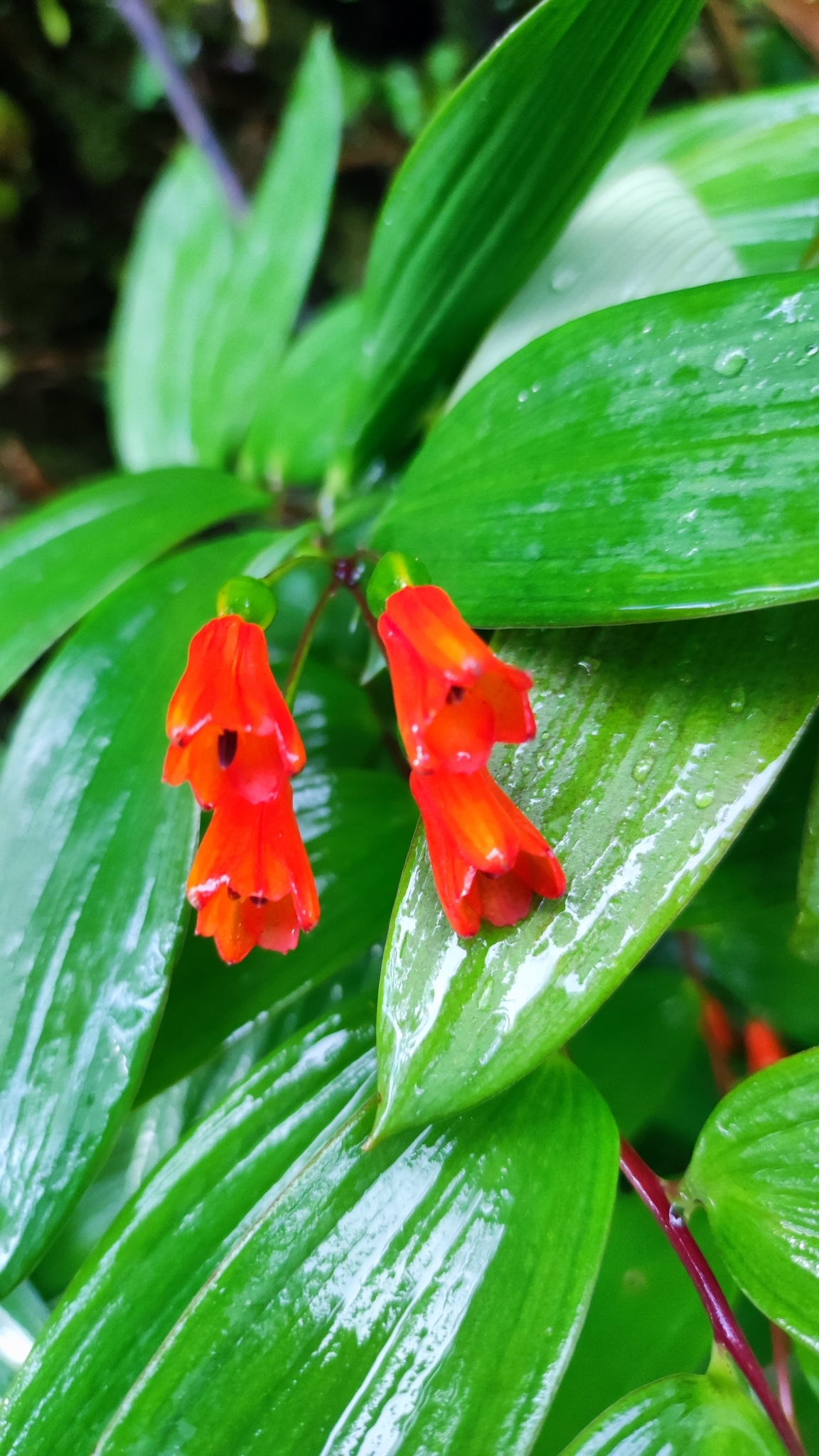 Bomarea distichifolia image