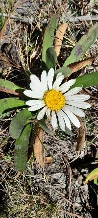 Rockhausenia nubigena image