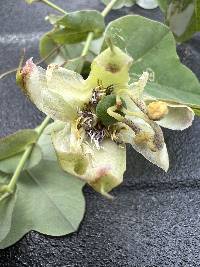 Passiflora dorisiae image