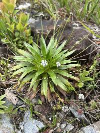 Paepalanthus celsus image