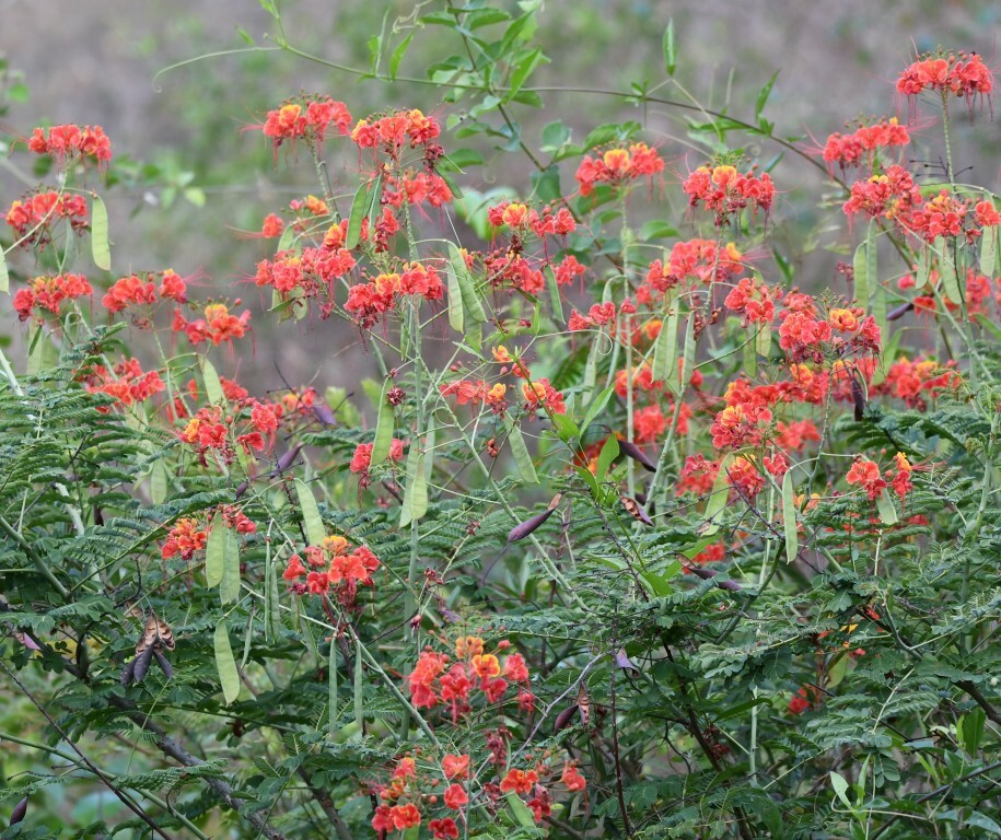 Caesalpinia pulcherrima image