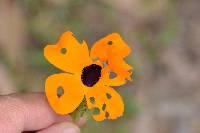 Thunbergia alata image