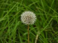Taraxacum officinale image