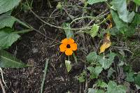 Thunbergia alata image