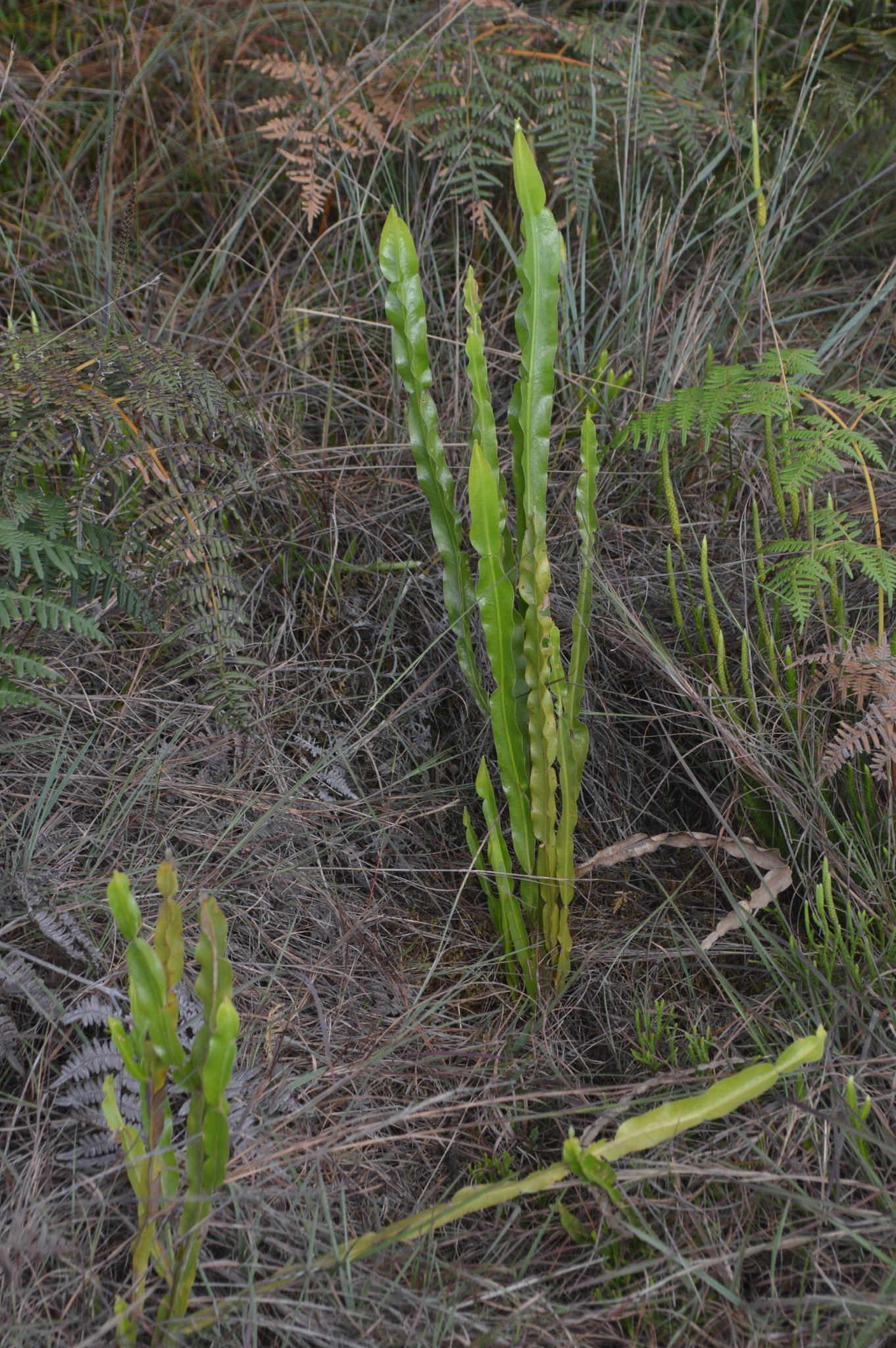 Baccharis genistelloides image