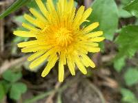 Taraxacum officinale image