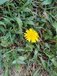 Taraxacum officinale image