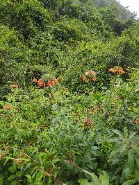 Leonotis nepetifolia image
