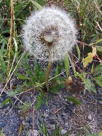 Taraxacum officinale image