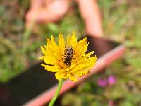 Taraxacum officinale image