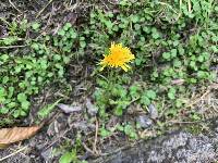 Taraxacum officinale image