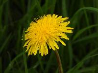 Taraxacum officinale image
