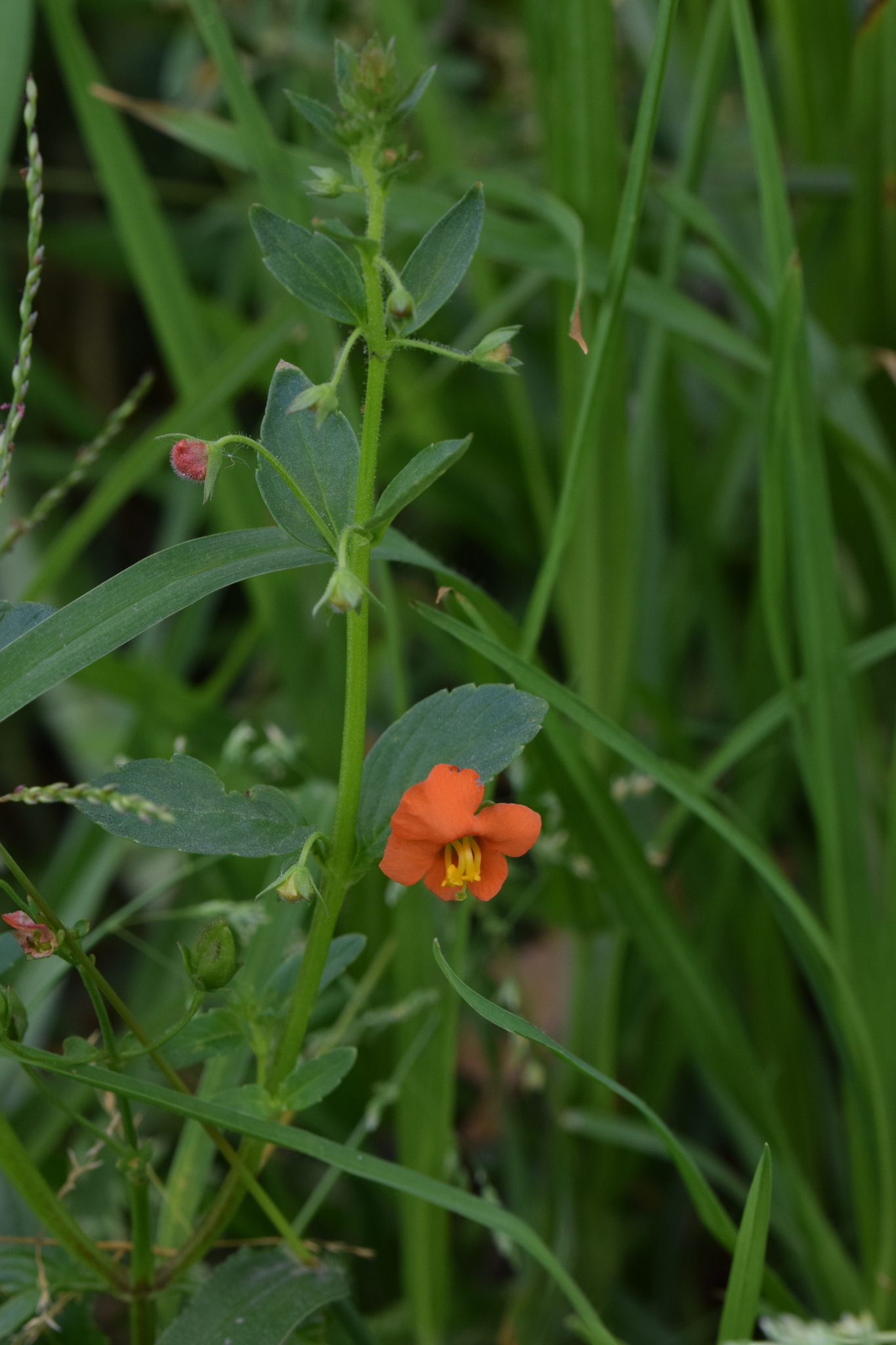 Scrophulariaceae image