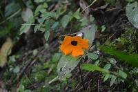 Thunbergia alata image