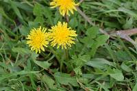 Taraxacum officinale image