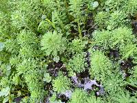 Myriophyllum aquaticum image
