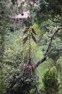 Media resource of Tillandsia fendleri