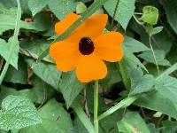 Thunbergia alata image