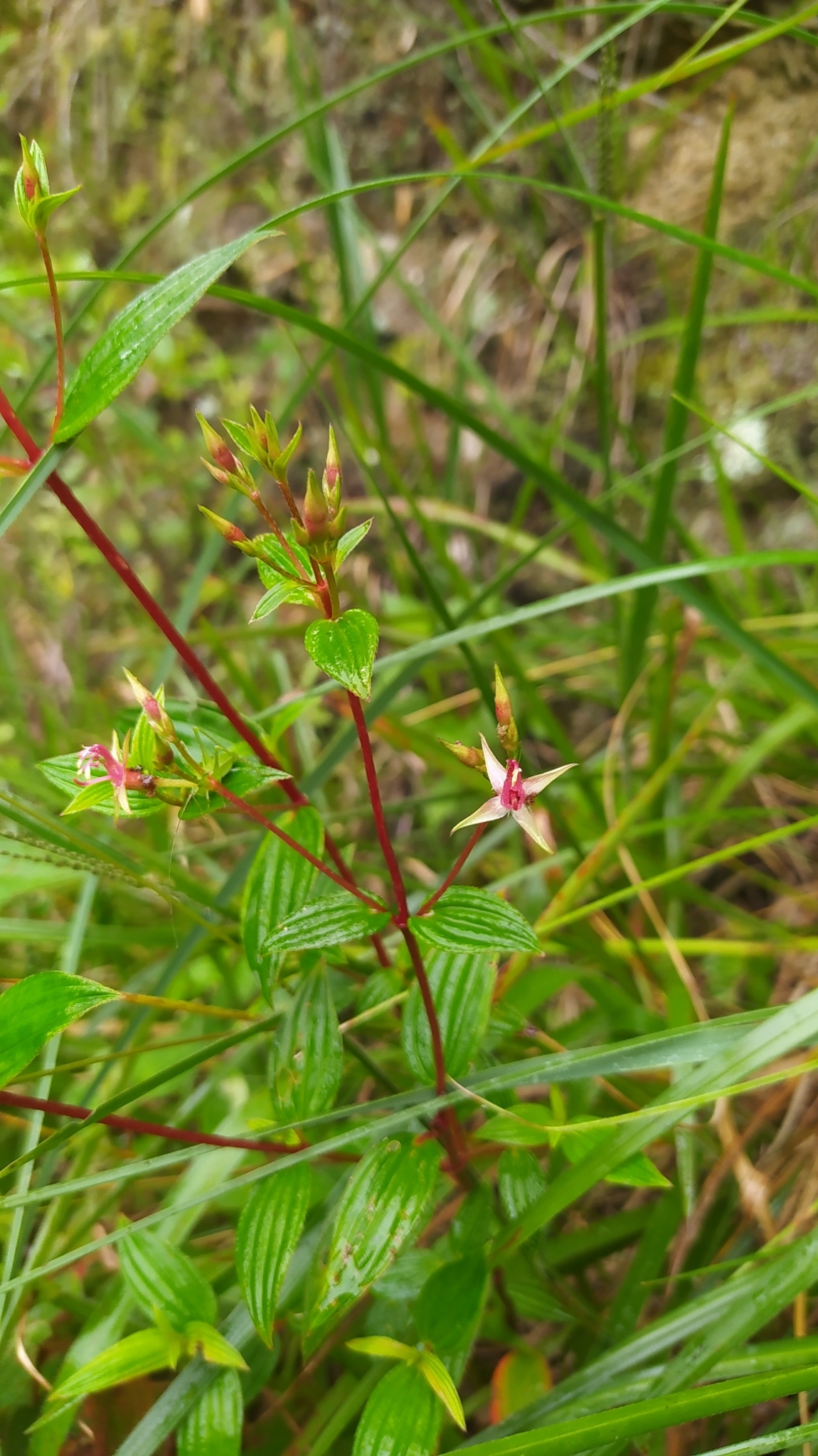 Monochaetum lineatum image